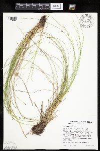 Carex prairea image