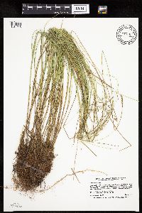 Carex prairea image