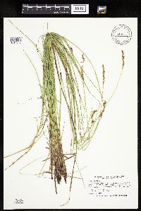 Carex prairea image