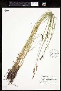 Carex prairea image
