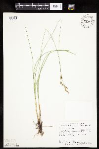 Carex prairea image