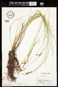 Carex prairea image