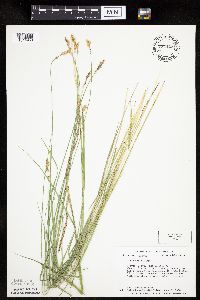 Carex prairea image