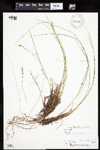 Carex prairea image
