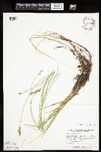Carex prairea image