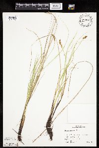 Carex prairea image