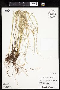 Carex prairea image