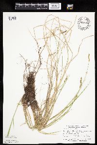 Carex prairea image