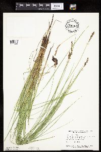 Carex prairea image