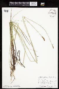 Carex prairea image