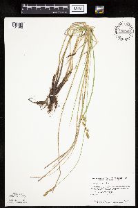 Carex prairea image