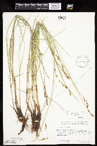 Carex prairea image