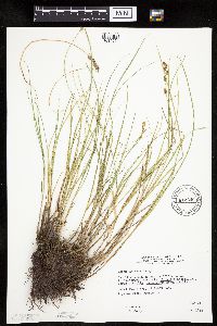 Carex prairea image