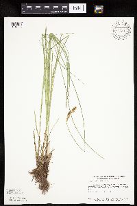 Carex prairea image