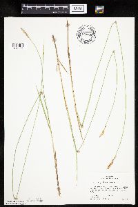 Carex prairea image