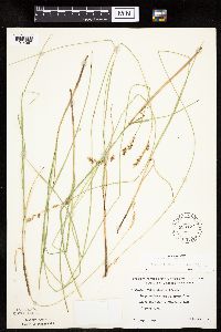 Carex prairea image
