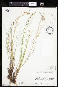 Carex prairea image