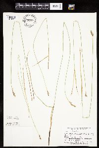 Carex prairea image