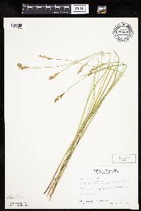 Carex prairea image