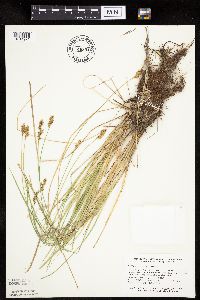 Carex prairea image