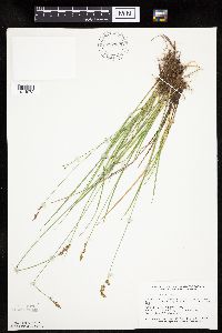 Carex prairea image