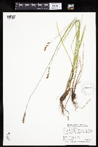 Carex prairea image