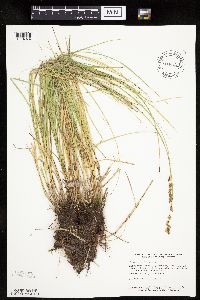 Carex prairea image