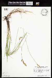 Carex prairea image