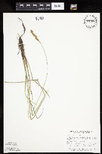 Carex prairea image