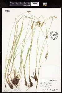 Carex prairea image