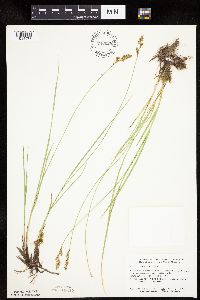 Carex prairea image