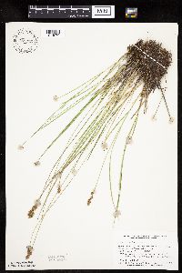Carex prairea image