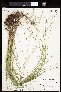 Carex prairea image