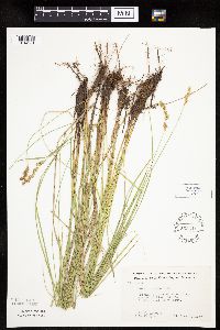 Carex prairea image
