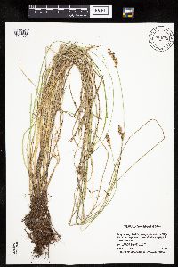 Carex prairea image