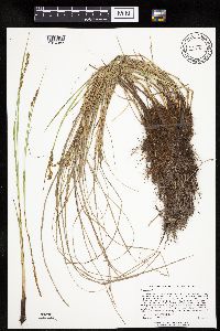 Carex prairea image