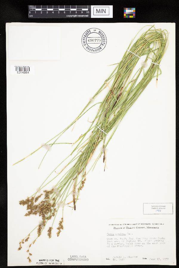 Carex prairea image