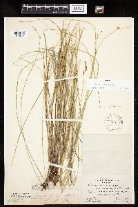 Carex prairea image