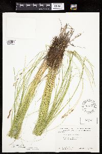 Carex prairea image