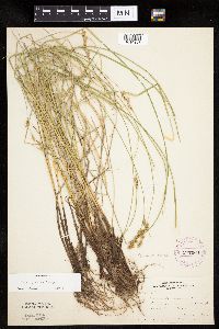 Carex prairea image