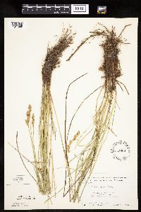 Carex prairea image