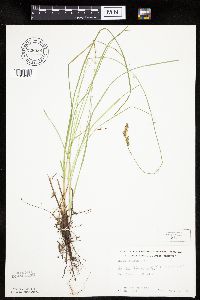 Carex prairea image