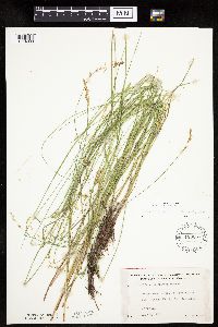 Carex prairea image