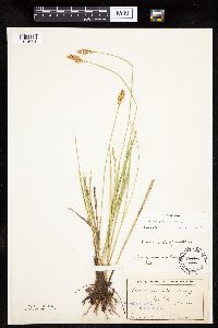 Carex prairea image
