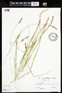 Carex prairea image