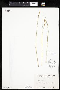 Carex prairea image