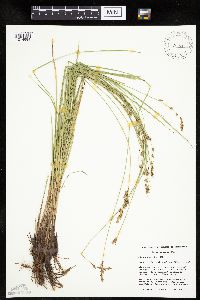Carex prairea image
