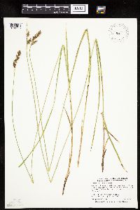 Carex prairea image