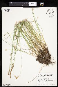 Carex prairea image