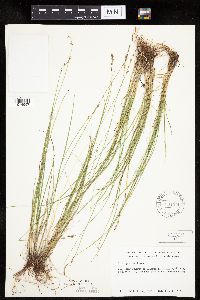 Carex prairea image